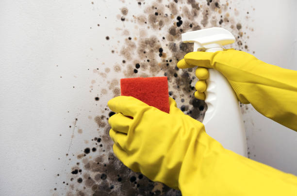 Best Affordable Mold Removal  in Pleasant Hill, OH
