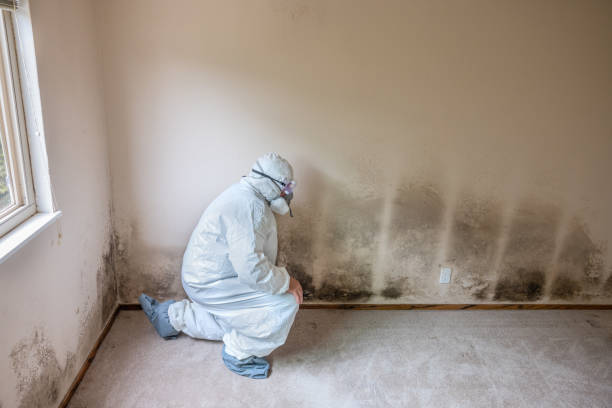 Best Mold Damage Repair  in Pleasant Hill, OH